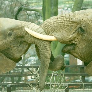 Flossie and Kasama 5th April 1997