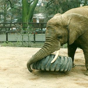 Flossie 5th April 1997