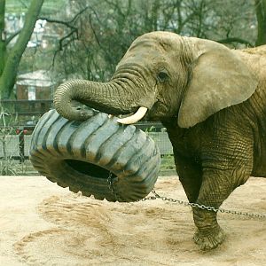 Flossie 5th April 1997