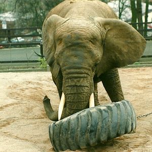 Flossie 5th April 1997