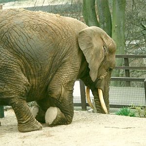 Flossie 5th April 1997