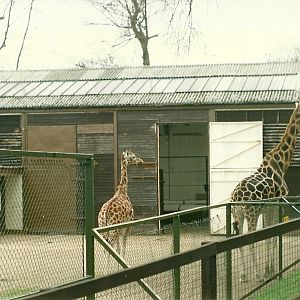 Giraffe House 5th April 1997