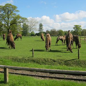 Bactrian Camel herd