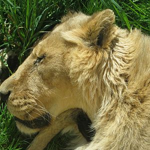 Asiatic Lioness 2012