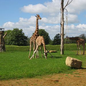 Bachelor Giraffe group 2012