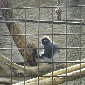 Purple-faced Langur in with Lar Gibbons enclosure