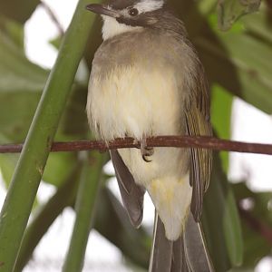 Light-vented Bulbul (Pycnonotus sinensis sinensis)
