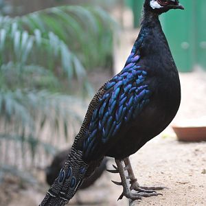 Palawan Peacock-pheasant (Polyplectron napoleonis)