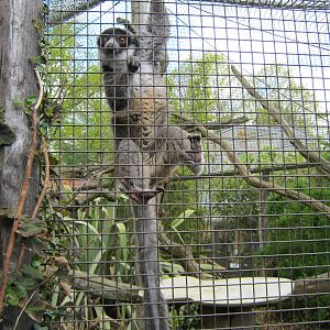 Mongoose Lemurs 2012