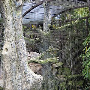 Weaver aviary - with concrete tree perching!