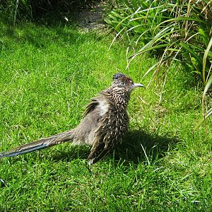 Sun-bathing Roadrunner 2012