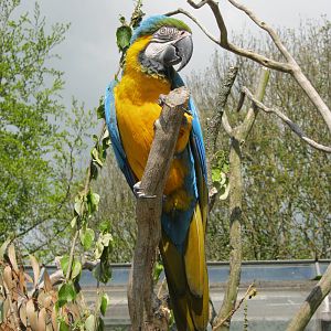 Blue & Yellow Macaw 2012