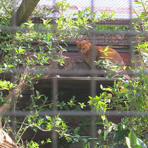 Pair of Jaguarundi 2012