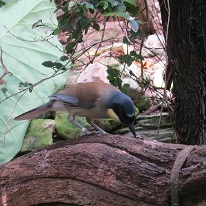 Blue-Crowned Laughing Thrush 2012