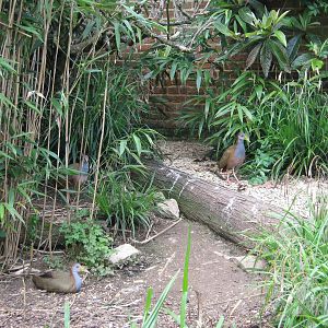 Walled Garden aviary