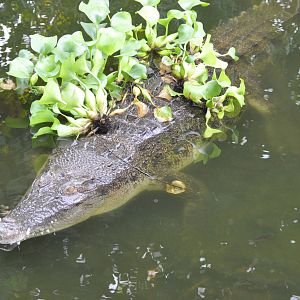 Philippine crocodile/ Crocodylus mindorensis
