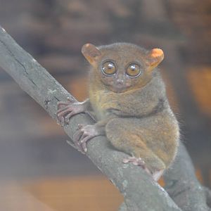 Philippine tarsier/ Carlito syrichta