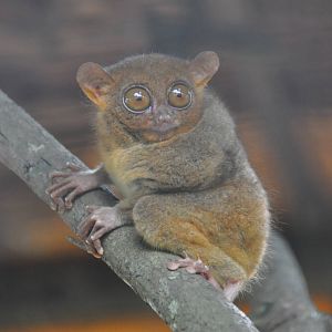 Philippine tarsier/ Carlito syrichta