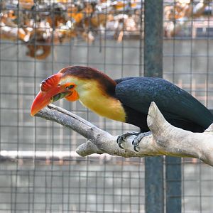 White-headed hornbill/ Aceros leucocephalus
