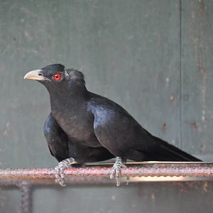 Koel/ Eudynamys scolopacea mindanensis