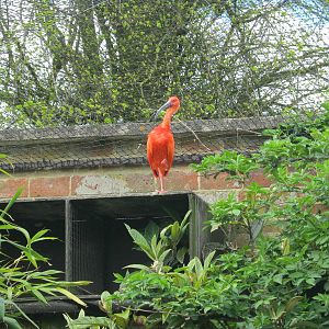 Scarlet Ibis 2012