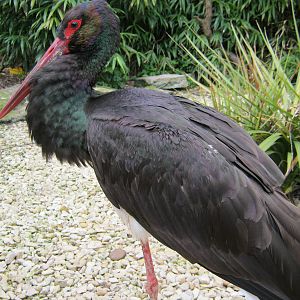 European Black Stork 2012