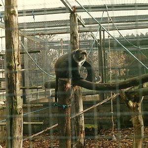 Sykes Monkey 26th October 1996