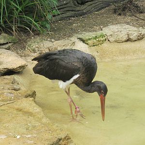 European Black stork.