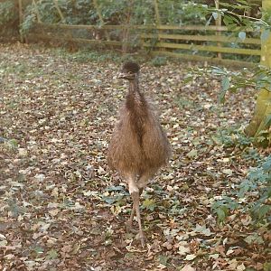 Young Emu 26th October 1996