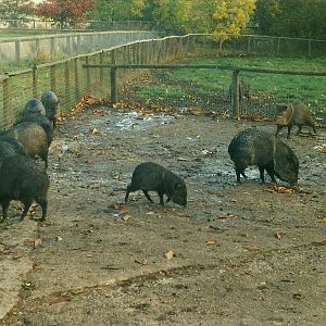 Collared Peccaries 26th October 1996