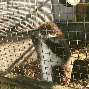 Spot-nosed Guenon 26th October 1996