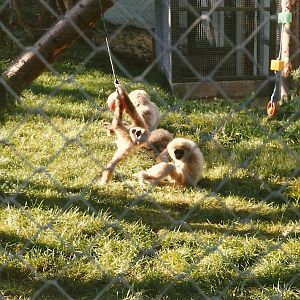 Lar Gibbons 26th October 1996