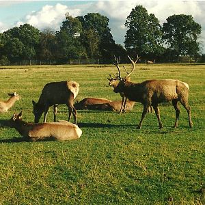 Ah, the Wapiti herd 26th October 1996