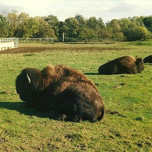 American Bison 26th October 1996