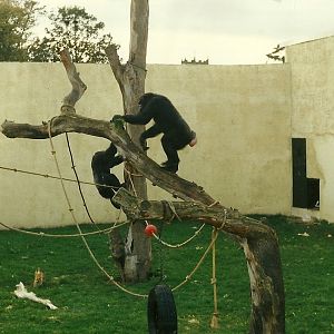 Chimpanzees 26th October 1996