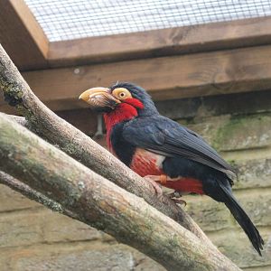 Fire-Tufted Barbet 2012