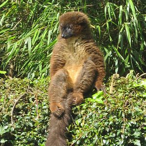 Madagascar Lemur walk-through.