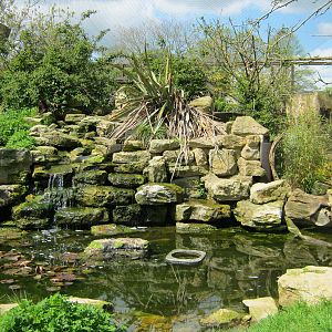 Madagascar Lemur walk-through.