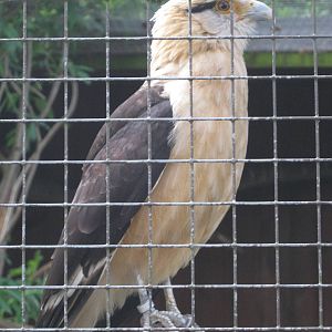 Yellow-headed Caracara 2012.