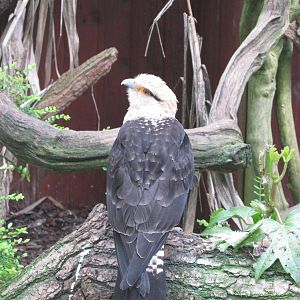 Yellow-headed Caracara 2012.