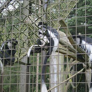 Colobus group with new infant (in white).