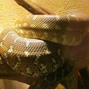 Bredl`s Python 2012.