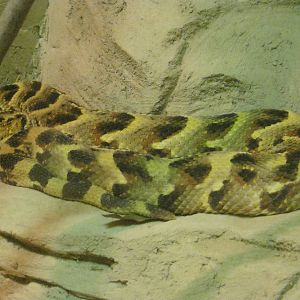 Puff Adder 2012.