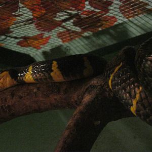 Mangrove Snake 2012.