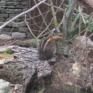 Swinhoes Striped Squirrel 2012.