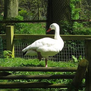 Coscoroba Swan 2012.