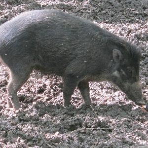 Visayan Warty Pig 2012.