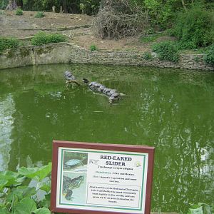 Red-eared Terrapins pool 2012.
