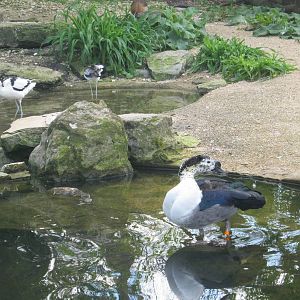 Comb Duck , Avocet etc..