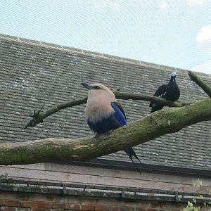 Blue-Bellied Roller and Trinidad Piping Guan.